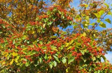 Crataegus viridis 'Winter King'_UBCBG_Cutler_20231003_151646.jpg
