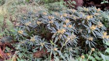 Impatiens omeiana_UBCBG_Cutler_20231003_144130.jpg
