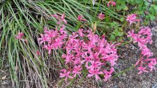 Nerine bowdenii_UBCBG_Cutler_20231003_154032.jpg