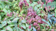 Diervilla_UBCBG_Cutler_20231003_153021.jpg