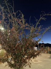 IMG_5744.jpeg