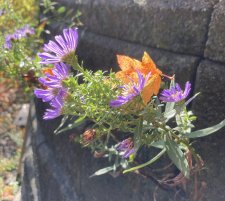 IMG_6035.jpeg
