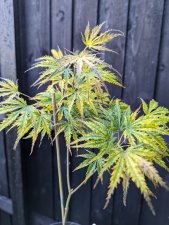 PXL_20231031_094020663.jpg