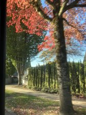 IMG_7016.jpeg