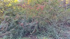 Viburnum parvifolium_UBCBG_Cutler_20231031__151032.jpg