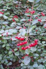 Viburnum parvifolium_UBCBG_Cutler_20231031__151112.jpg