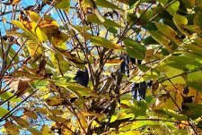 Decaisnea insignis_UBCBG_Cutler_20231031__145850.jpg
