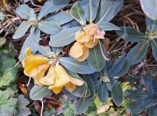 Rhododendron cinnabarinum subsp. xanthocodon Concatenans Group_UBCBG_Cutler_20231031__152158.jpg