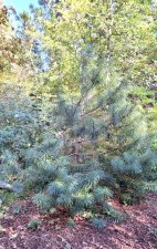 Cathaya argyrophylla_UBCBG_Cutler_20231031__145950.jpg