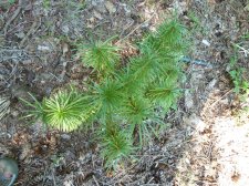 20120725_UBCBG_CathayaArgyrophylla_Cutler_P1280575.jpg