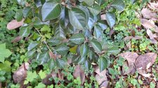 Elaeagnus macrophylla_UBCBG_Cutler_20231031__152544.jpg
