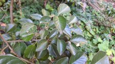 Elaeagnus macrophylla_UBCBG_Cutler_20231031__152614.jpg
