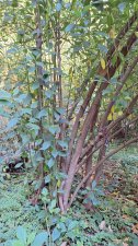 Viburnum cyclindricum_UBCBG_Cutler_20231031__153834.jpg