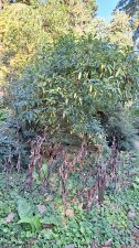 Viburnum cyclindricum_UBCBG_Cutler_20231031__153914.jpg