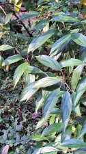 Viburnum cyclindricum_UBCBG_Cutler_20231031__154014.jpg