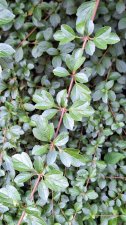 Viburnum foetidum_UBCBG_Cutler_20231031__154511.jpg
