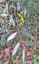 Viburnum henryi_UBCBG_Cutler_20231031__155011.jpg