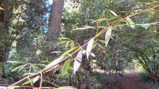 Viburnum henryi_UBCBG_Cutler_20231031__155021.jpg