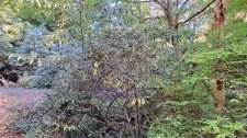 Viburnum henryi_UBCBG_Cutler_20231031__155236.jpg