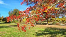 Crataegus viridis 'Winter King'_UBCBG_Cutler_20231031__141335.jpg