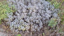 Salvia officinalis 'Purpurascens'_UBCBG_Cutler_20231031__141703.jpg