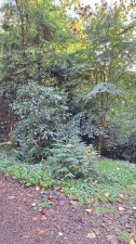 Viburnum cinnamomifolium and Tetracentron sinense_UBCBG_Cutler_20231031__145705.jpg