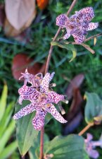 Tricyrtis_UBCBG_Cutler_20231031__161317.jpg