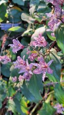 Tricyrtis_UBCBG_Cutler_20231031__161329.jpg