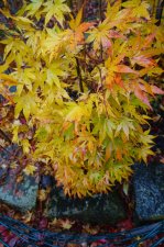 DSC06291.JPG