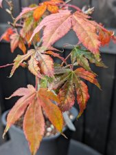PXL_20231106_105254601.jpg