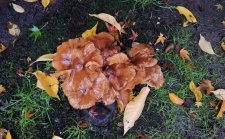 Fungi-flat-brown centres-white gills_NelsonChilco_Cutler_20231106_160941.jpg