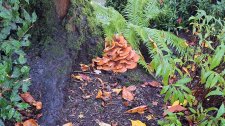 Fungi-flat-brown centres-white gills_NelsonChilco_Cutler_20231106_161014.jpg