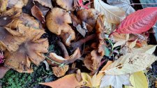 Fungi-flat-brown centres-white gills_NelsonChilco_Cutler_20231107__145058.jpg
