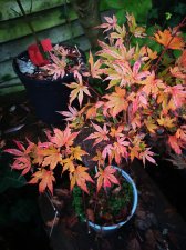 IMG_20231111_073510.jpg