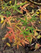 acer-penta_231110a.jpg