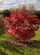 Atropurpureum 3.jpg