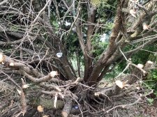 IMG_0065.jpeg