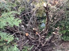 IMG_0064.jpeg