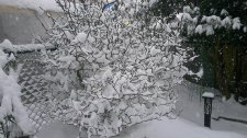 DSCF0019 - Citrus trifoliata.JPG