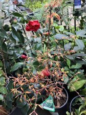 IMG_6038.jpeg