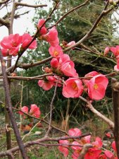 chaeno-sp._240219a.jpg