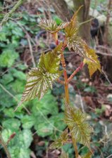 sem_acer-rubescens_240301a.jpg
