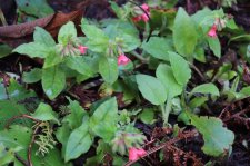IMG_2083 - Pulmonaria hybrid ‘Spot On’.JPG