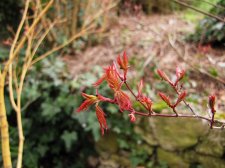 acerp-redwine_240306a.jpg