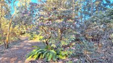 Rhododendron principis_UBCBG_Cutler_20240305_135646.jpg