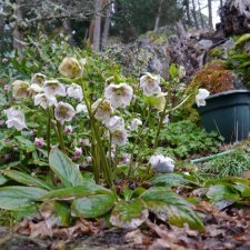 Hellebore.JPG