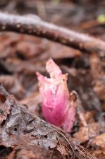 IMG_2110 - Petasites japonicus.JPG