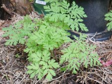 P9800162-dicentra-formosa.JPG
