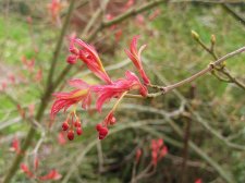 acerp-momoiro_240313a.jpg