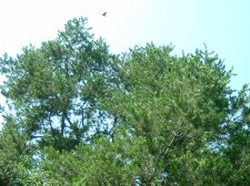 Pinyon Crown.jpg